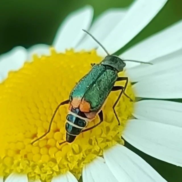 Malachiinae