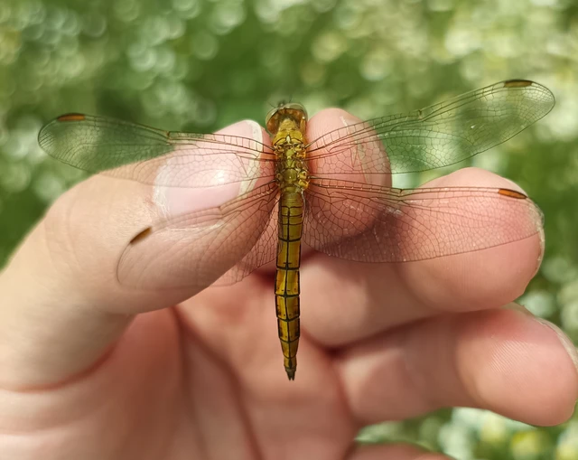 Orthetrum coerulescens - karcsú pásztorszitakötő