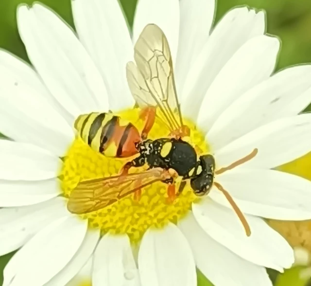 Nomada