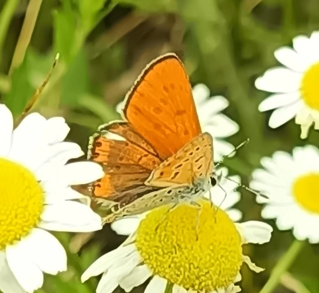 Lycaena thersamon - kis tűzlepke