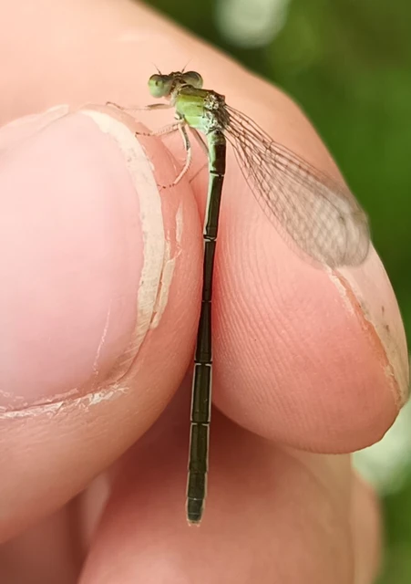 Ischnura pumilio - apró légivadász