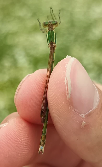 Lestes barbarus - foltosszárnyjegyű rablószitakötő Lestes barbarus - foltosszárnyjegyű rablószitakötő