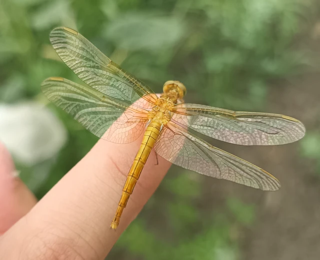Orthetrum coerulescens - karcsú pásztorszitakötő