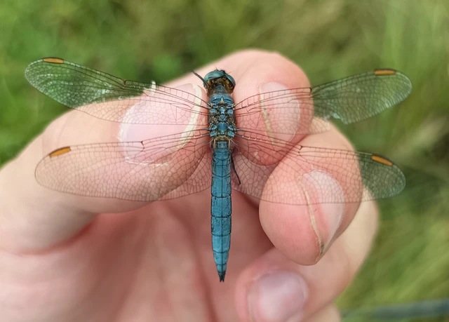 Orthetrum coerulescens - karcsú pásztorszitakötő
