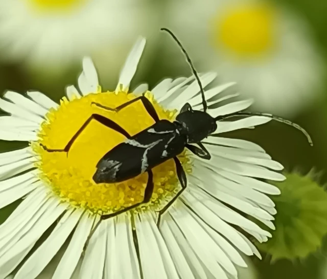 Chlorophorus sartor - feketevállú darázscincér