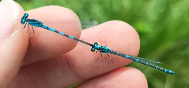 Coenagrion scitulum - mediterrán légivadász