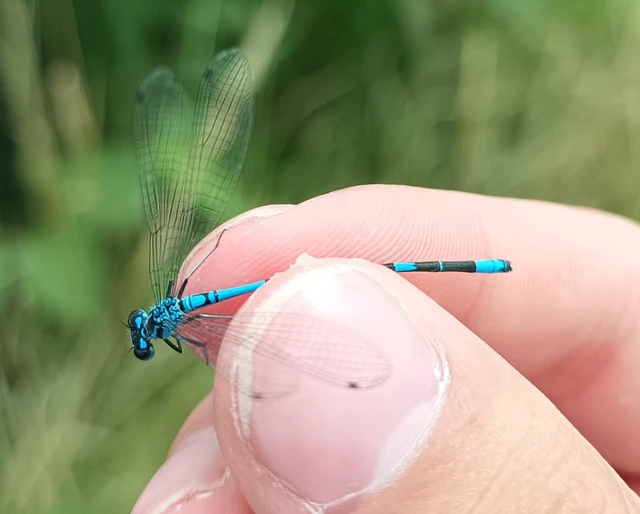 Coenagrion puella - azúrkék légivadász Coenagrion puella - azúrkék légivadász