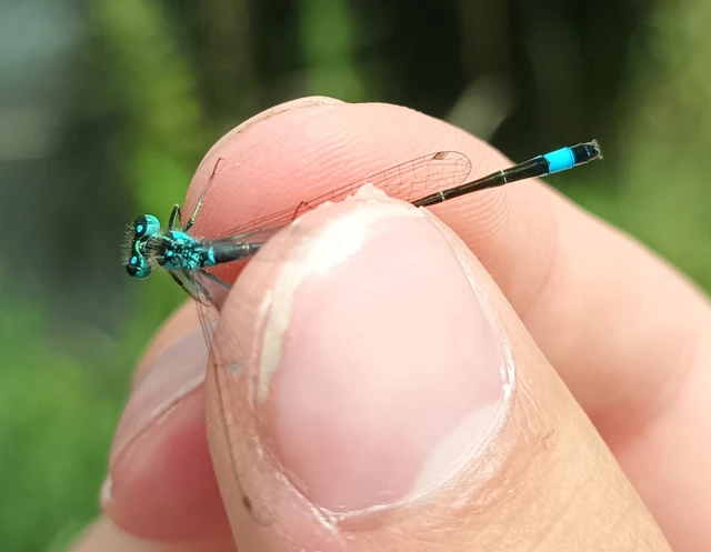Ischnura elegans pontica - kéköves légivadász