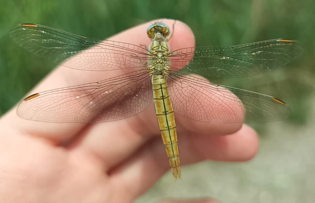 Orthetrum brunneum - pataki pásztorszitakötő