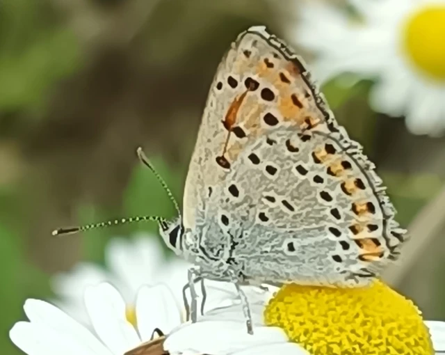 Lycaena thersamon - kis tűzlepke