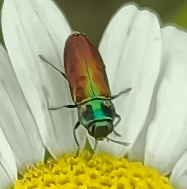 Anthaxia podolica - podóliai virágdíszbogár