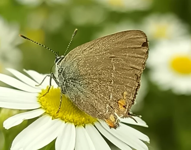 Satyrium acaciae - akác-csücsköslepke