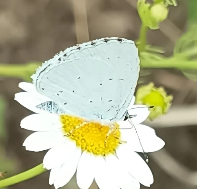 Celastrina argiolus - bengeboglárka
