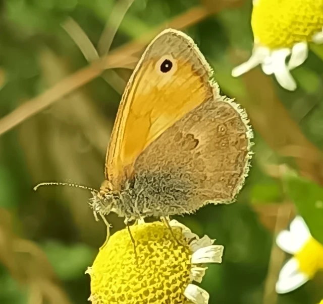 Coenonympha pamphilus - kis szénalepke