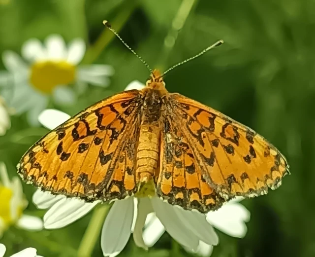 Melitaea trivia - kis tarkalepke