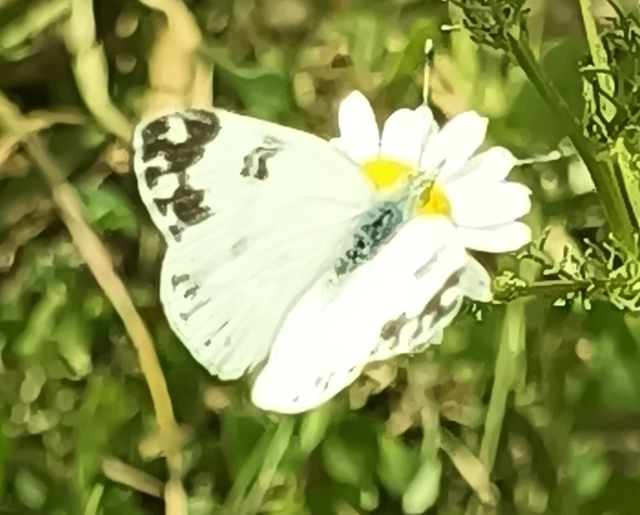 Pontia edusa - rezedalepke