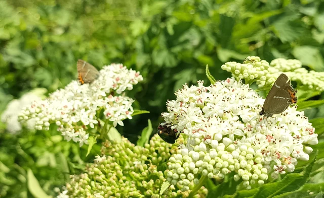Satyrium w-album - szilfa-csücsköslepke