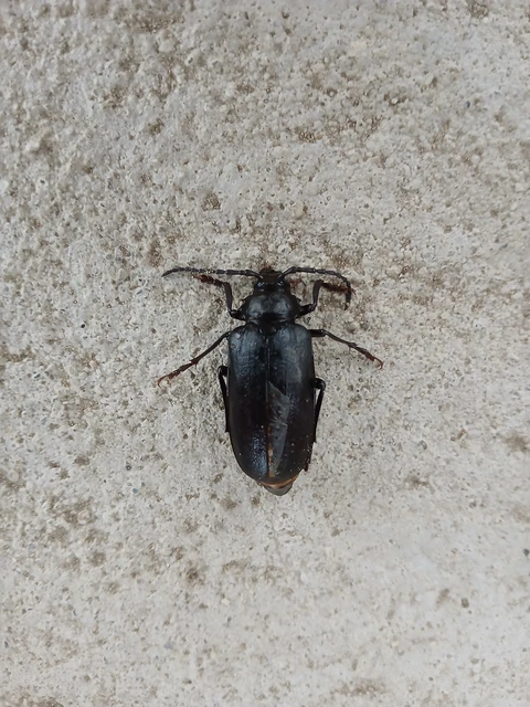 Prionus coriarius - csőszcincér