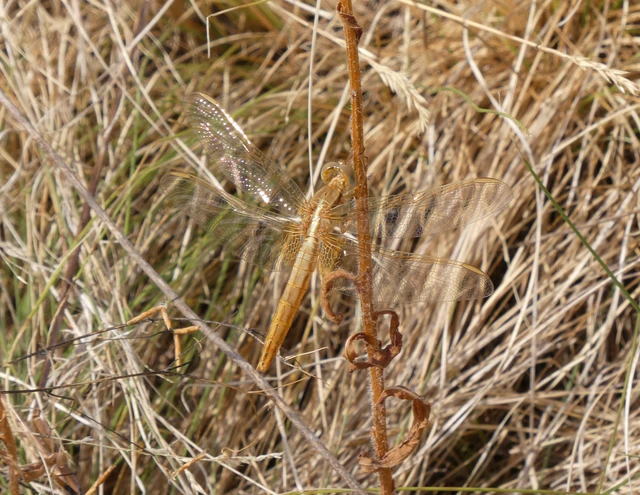 Crocothemis erythraea - skarlát szitakötő