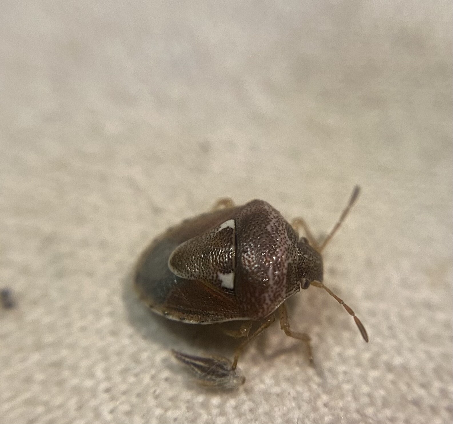 Stagonomus bipunctatus - kétpettyes címerespoloska
