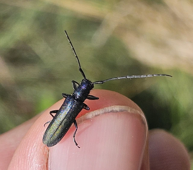 Agapanthia