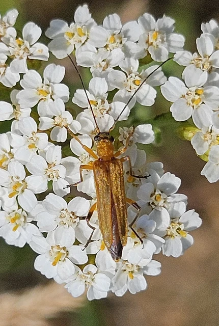 Oedemera podagrariae - székfű-álcincér
