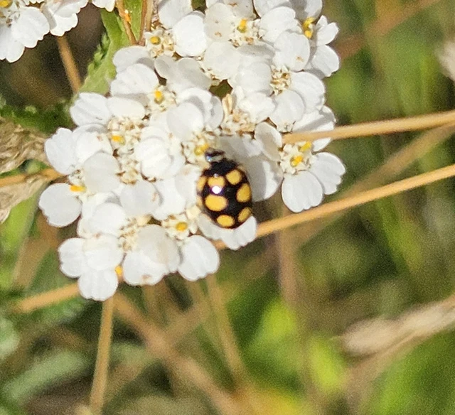 Coccinula quatuordecimpustulata - feketesárga katóka