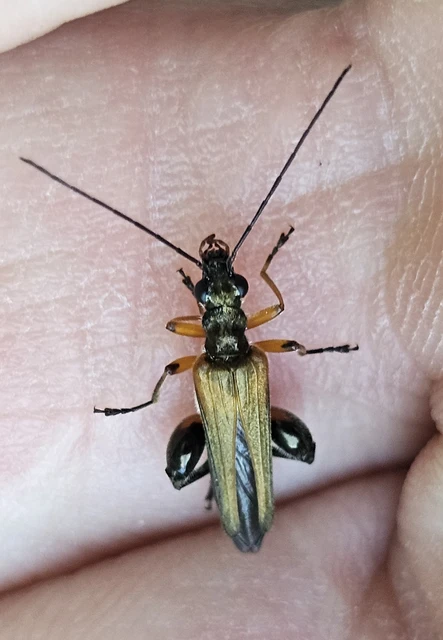 Oedemera podagrariae - székfű-álcincér