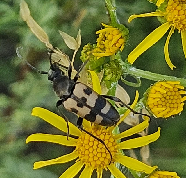 Pachytodes erraticus - rajzos virágcincér