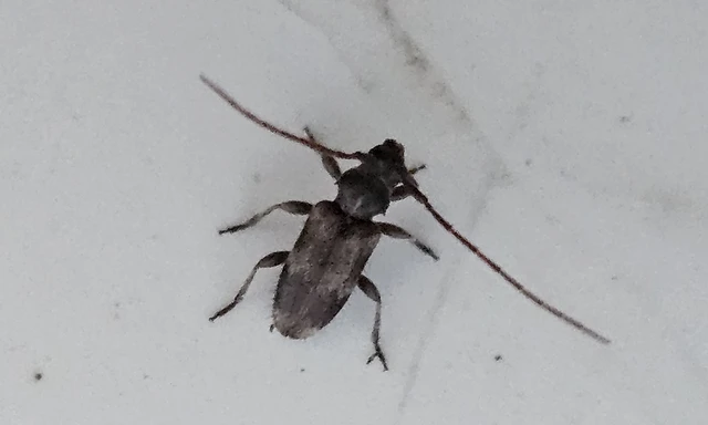 Exocentrus