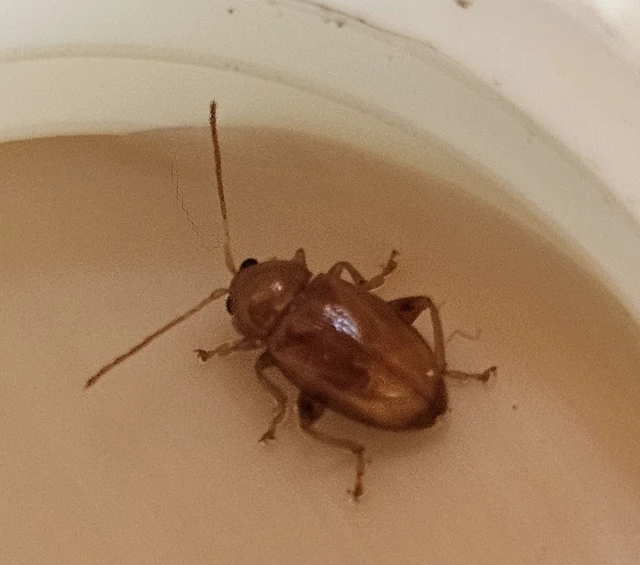 Neocrepidodera