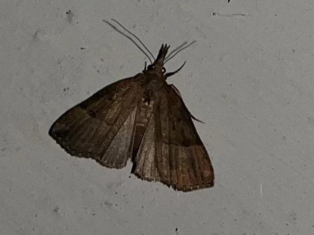 Hypena rostralis - közönséges karcsúbagoly