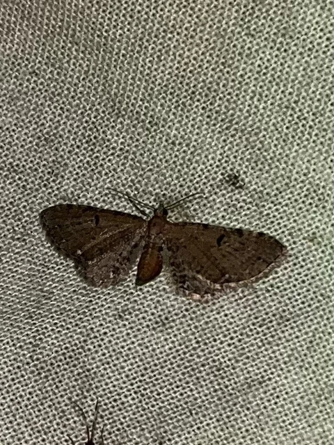 Eupithecia