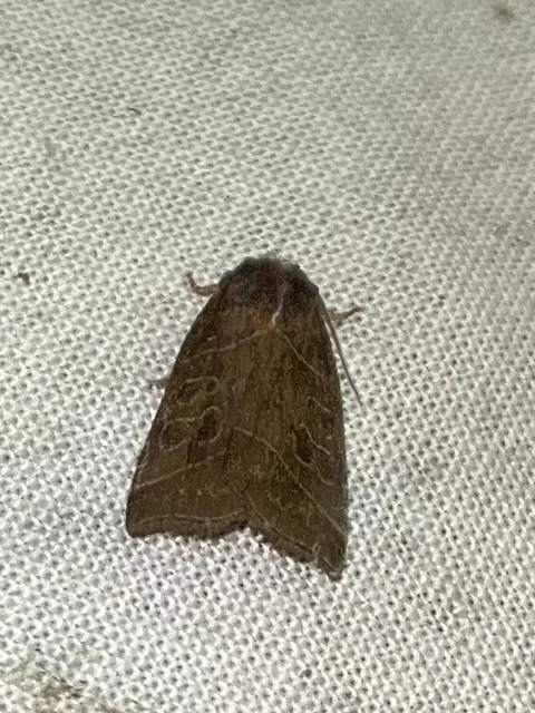 Ipimorpha retusa - sarlós fűzbagoly