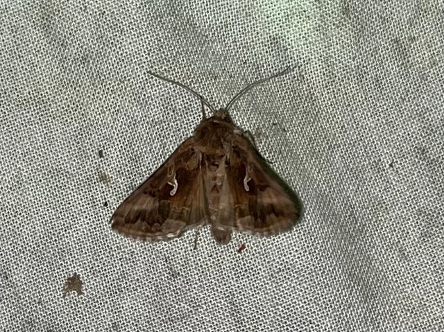 Autographa gamma - gammalepke