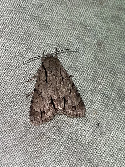 Acronicta cuspis/tridens/psi