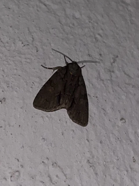 Acronicta strigosa - kis szigonyosbagoly