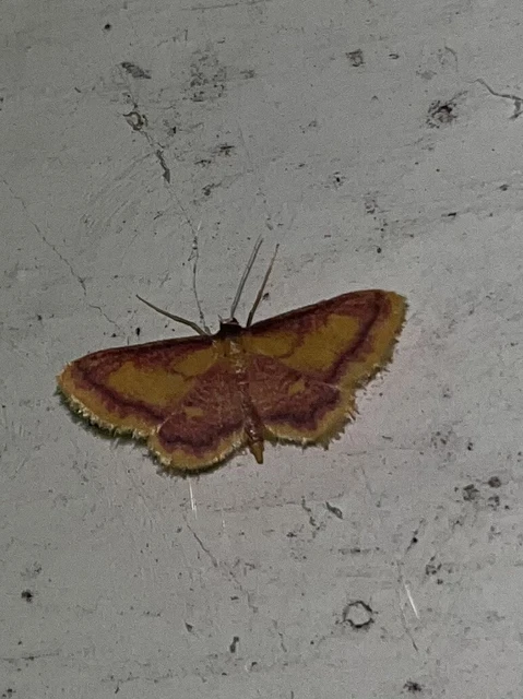 Idaea muricata - mocsári pirosaraszoló