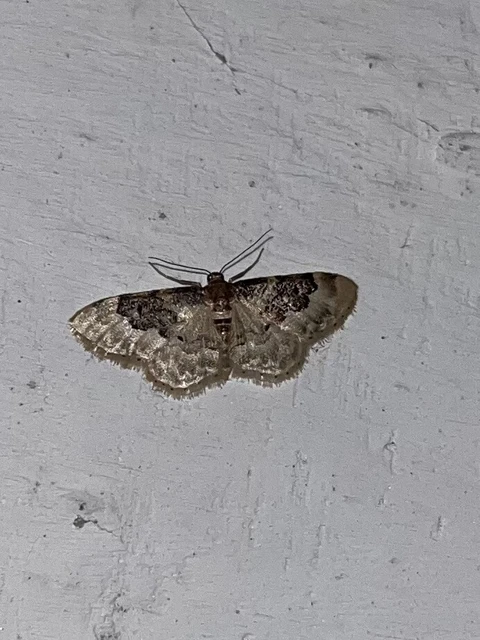 Idaea rusticata - tarka apróaraszoló