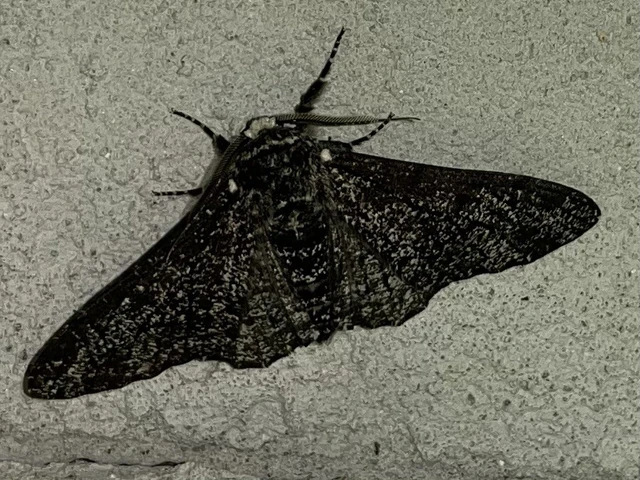 Biston betularia - szürkepettyes araszoló