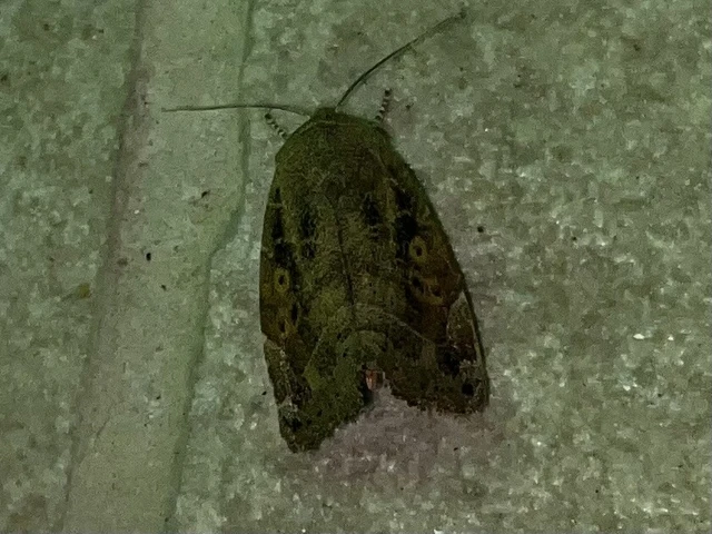 Cosmia affinis - barna lombbagoly