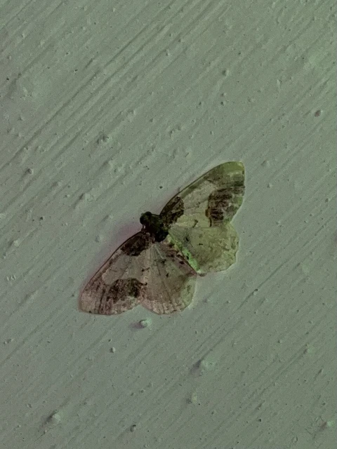 Ligdia adustata - barna levélaraszoló