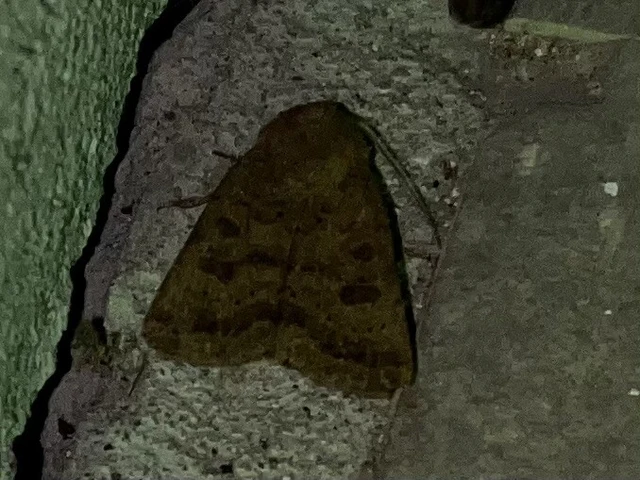 Hoplodrina octogenaria - barna selymesbagoly