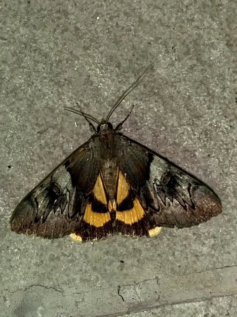 Catocala fulminea - galagonya-övesbagoly