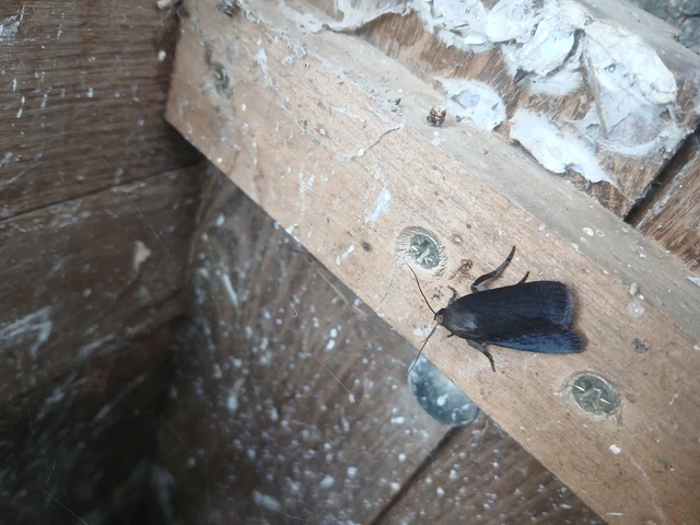 Amphipyra livida - zsírfényű bagoly