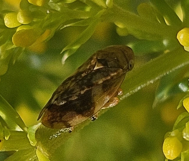 Auchenorrhyncha - Kabócák