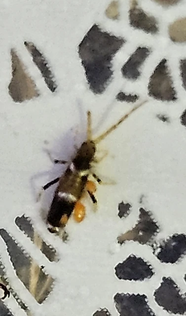 Collembola - Ugróvillások