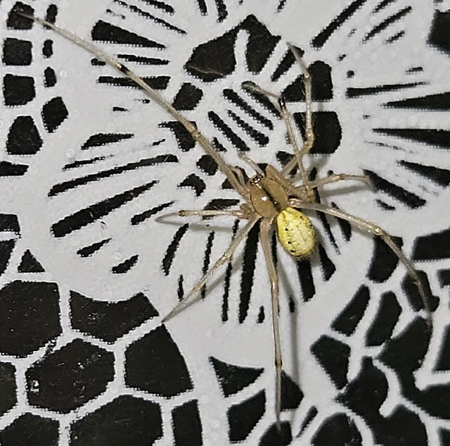 Araneae - Pókok