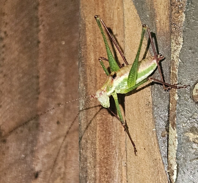 Leptophyes albovittata - közönséges virágszöcske Leptophyes albovittata - közönséges virágszöcske