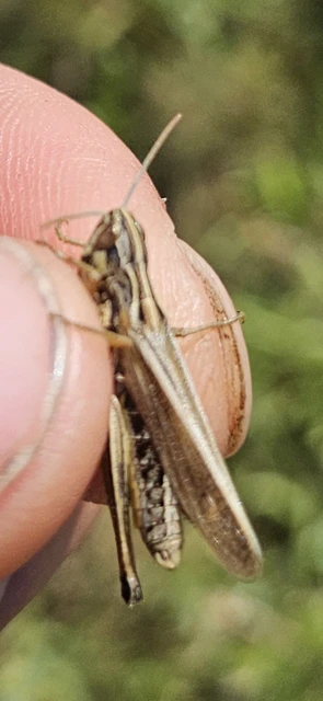 Chorthippus